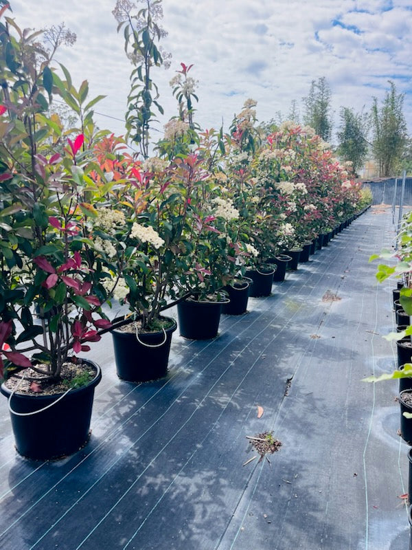 Special Order Photinia Red Robins
