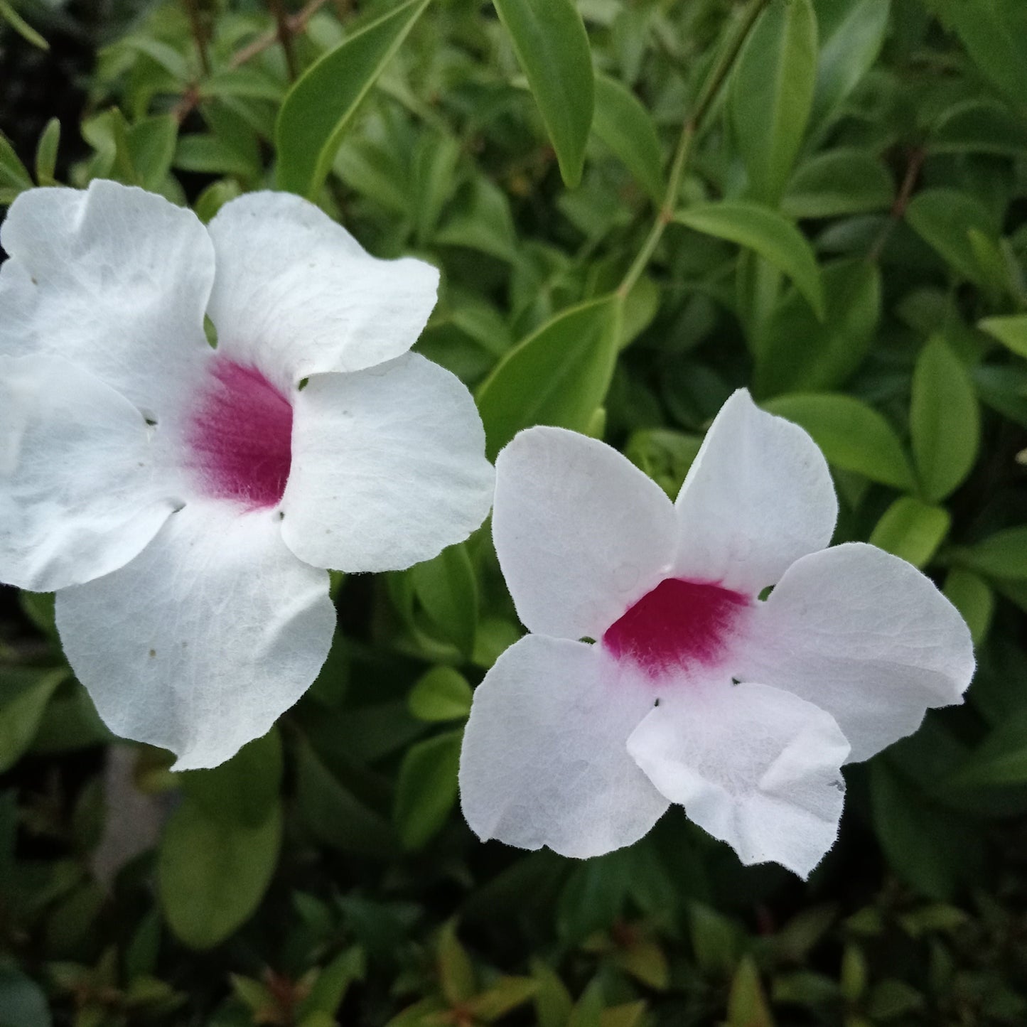 Pandorea Jasminoides Bower of Beauty Vine