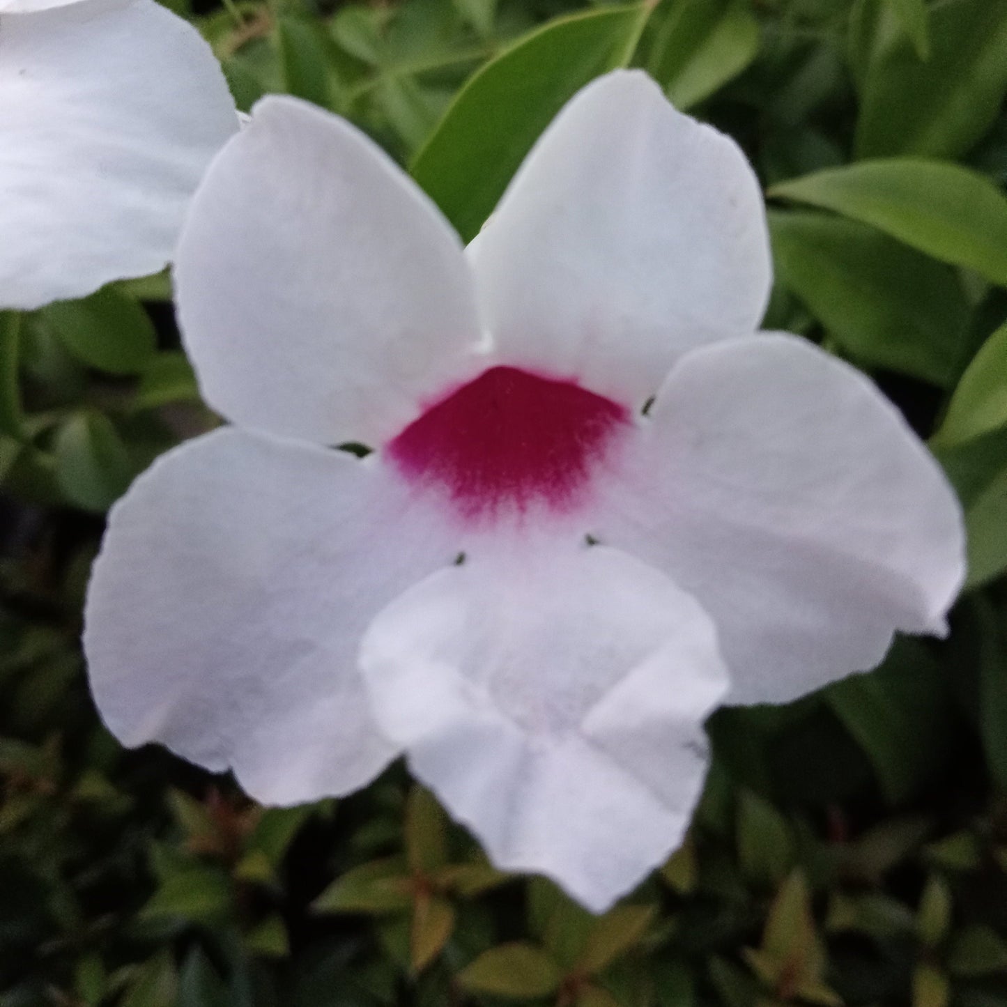 Pandorea Jasminoides Bower of Beauty Vine