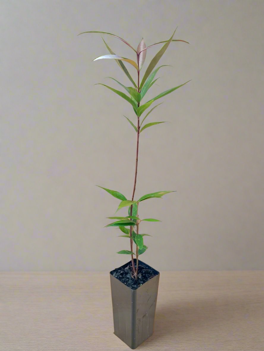 Waterhousea floribunda - Weeping Lilly Pilly trees – Plant Haven Nursery
