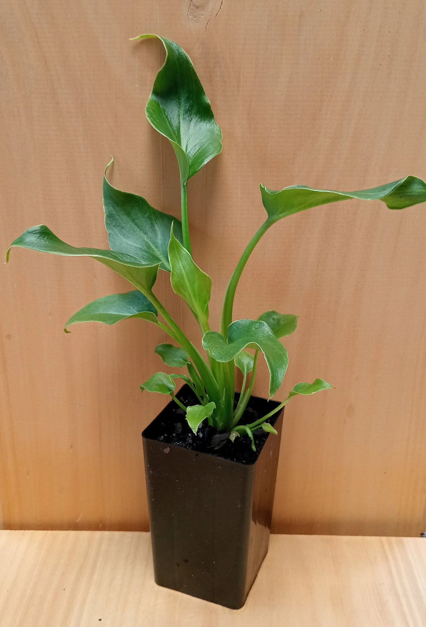 Philodendron Xanadu