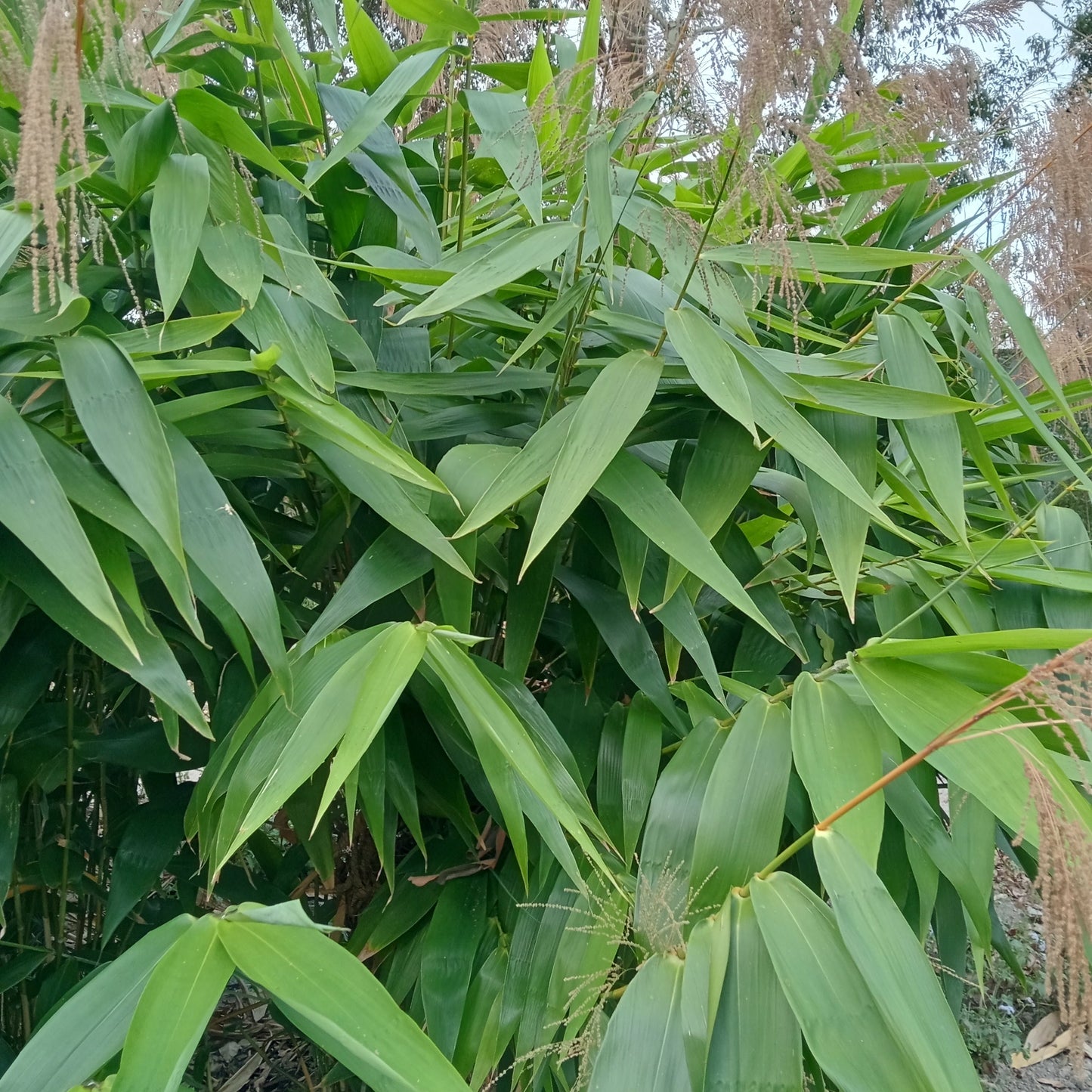 Tiger Grass - Thysanolaena maxima