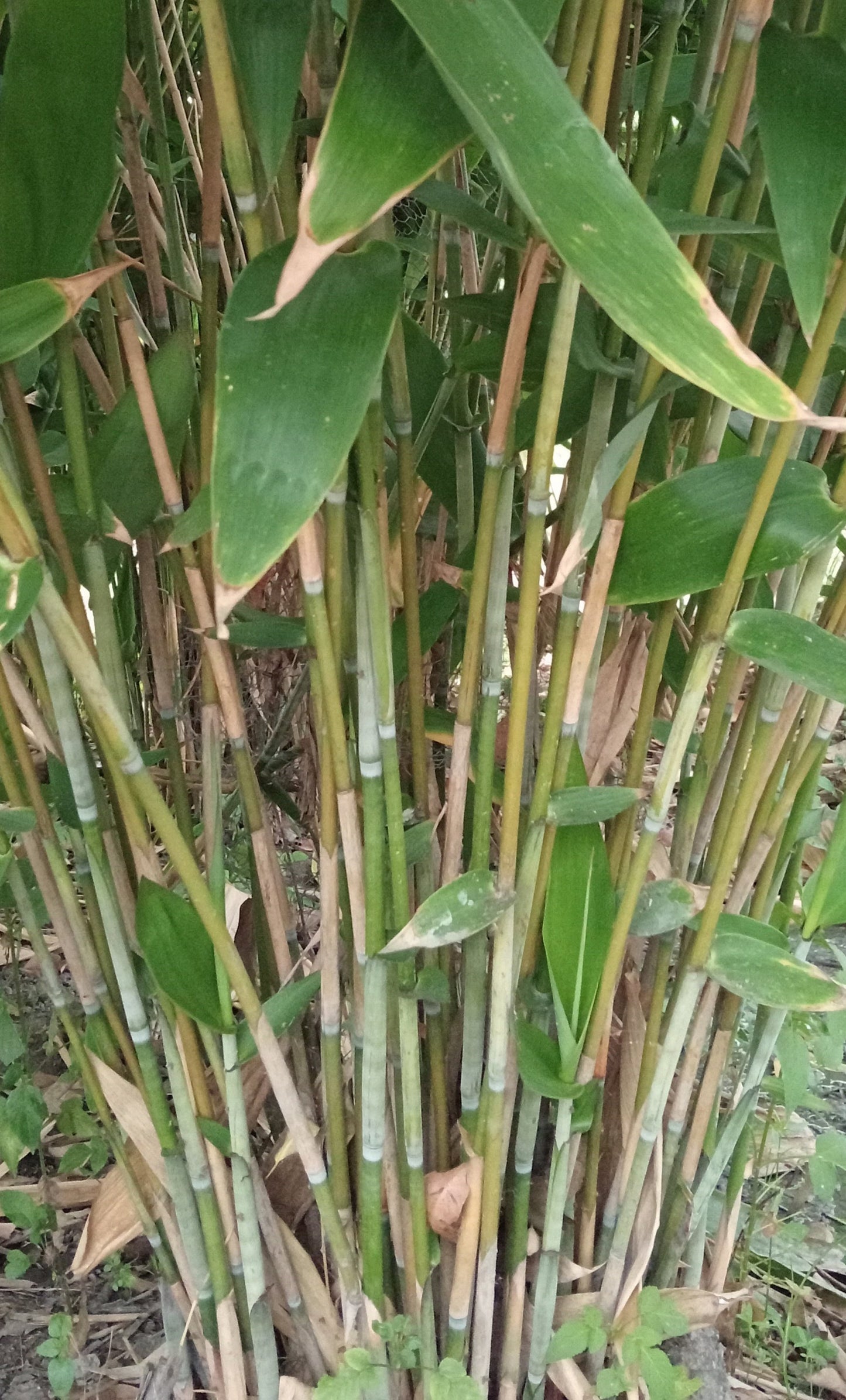 Tiger Grass - Thysanolaena maxima