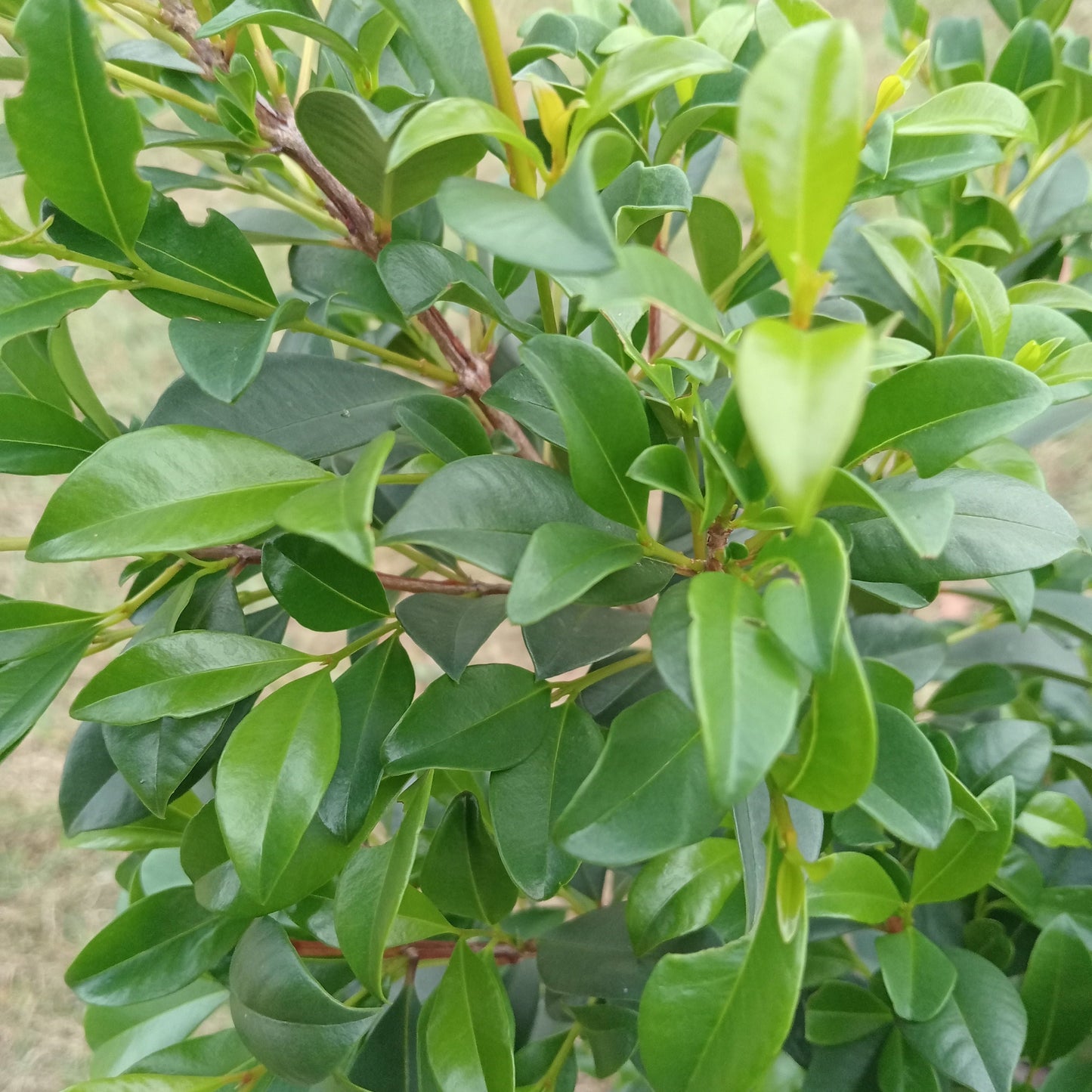 Lilly Pilly Syzygium Australe Resilience Hedge screening plants