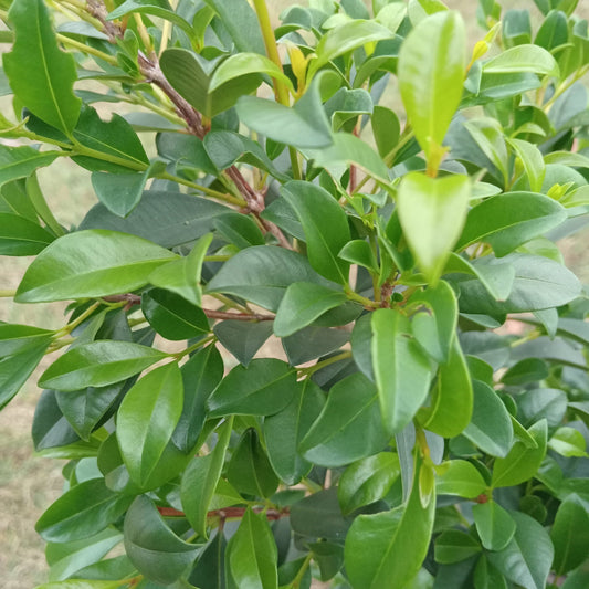 Lilly Pilly Syzygium Australe Resilience Hedge screening plants