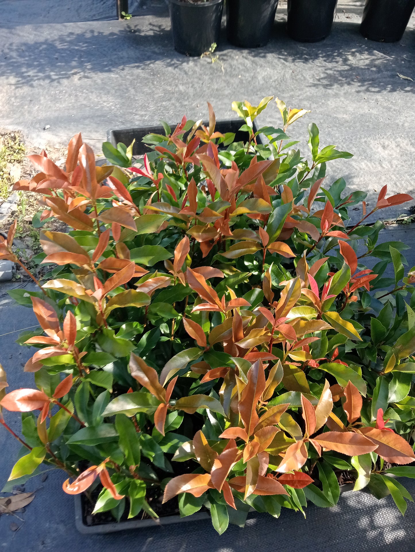 Special order Photinia Red robins