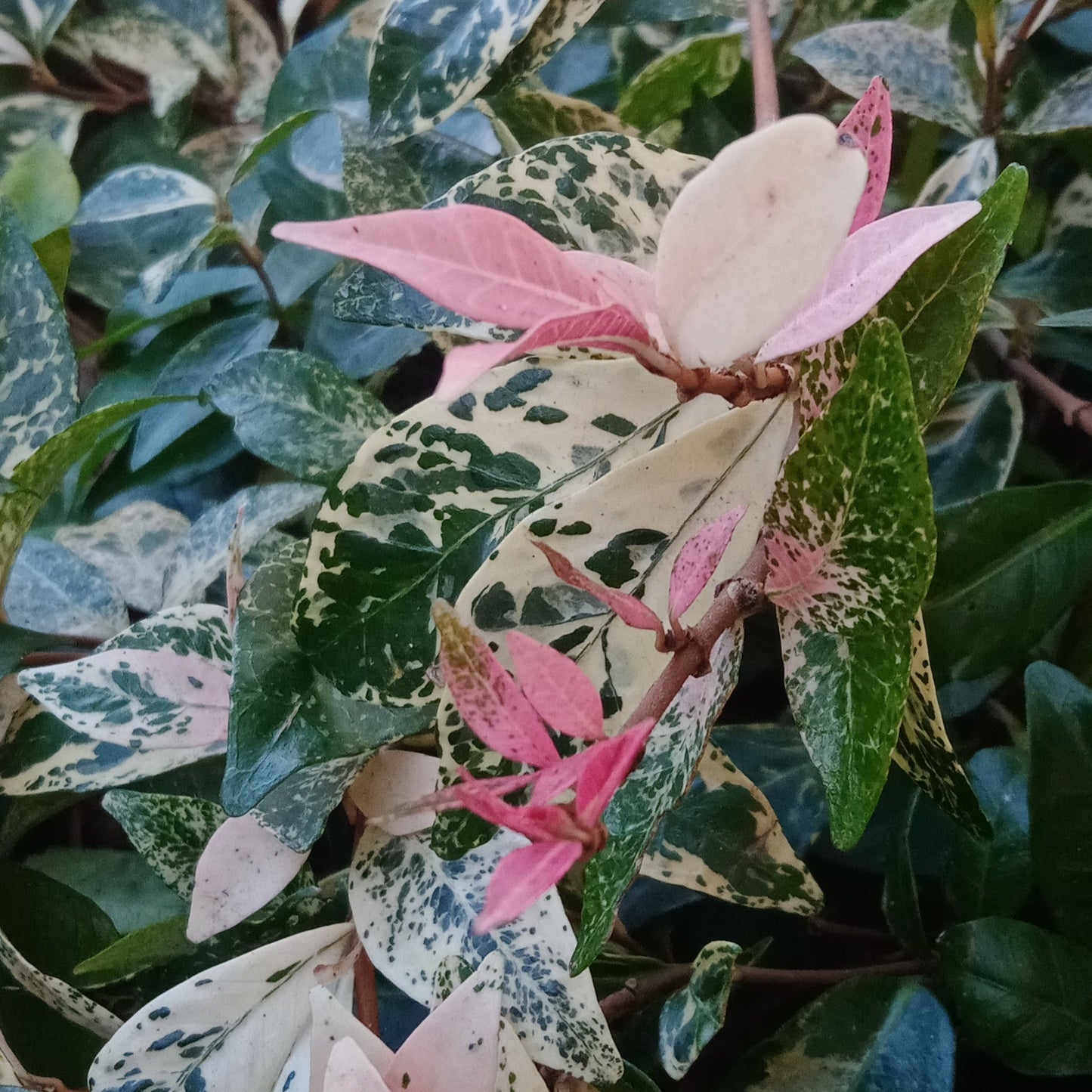 Trachelospermum Tri-Colour Variegated Star Jasmine