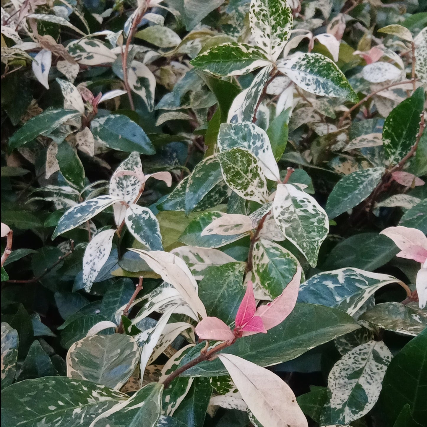 Trachelospermum Tri-Colour Variegated Star Jasmine