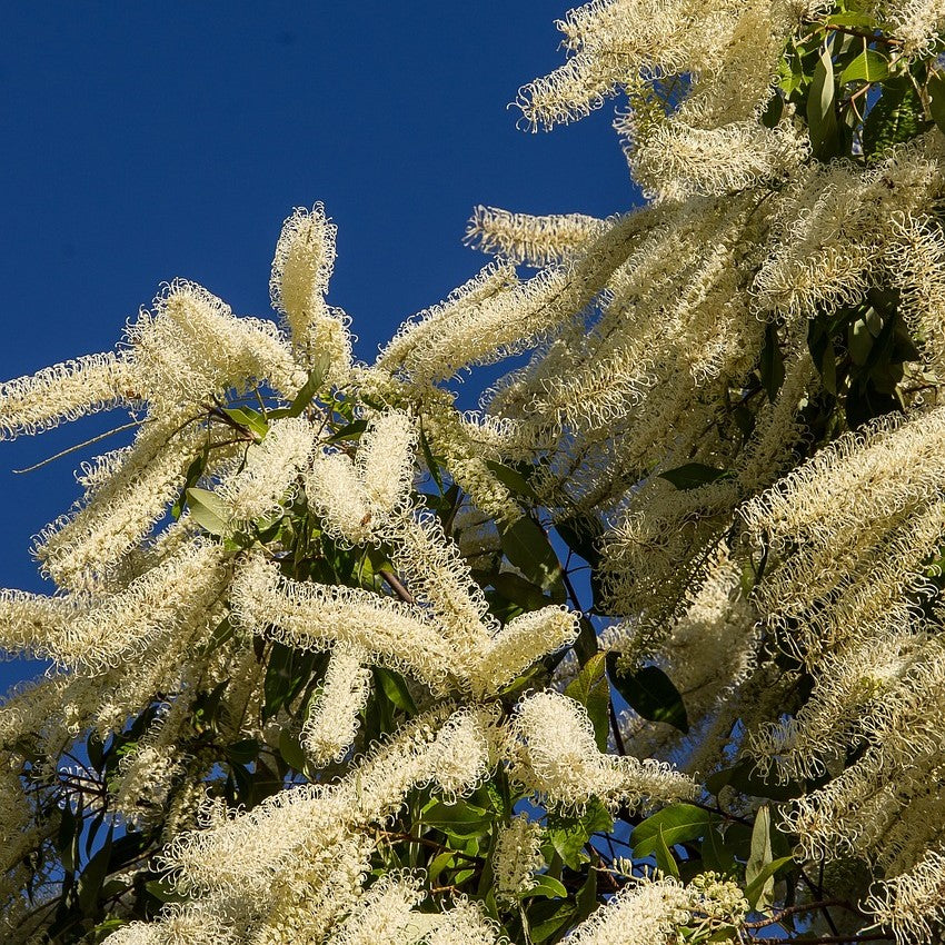 A stunning mature Ivory Curl Tree, Buckinghamia celissima, with delicate cream-colored flowers, perfect for adding elegance to any garden.