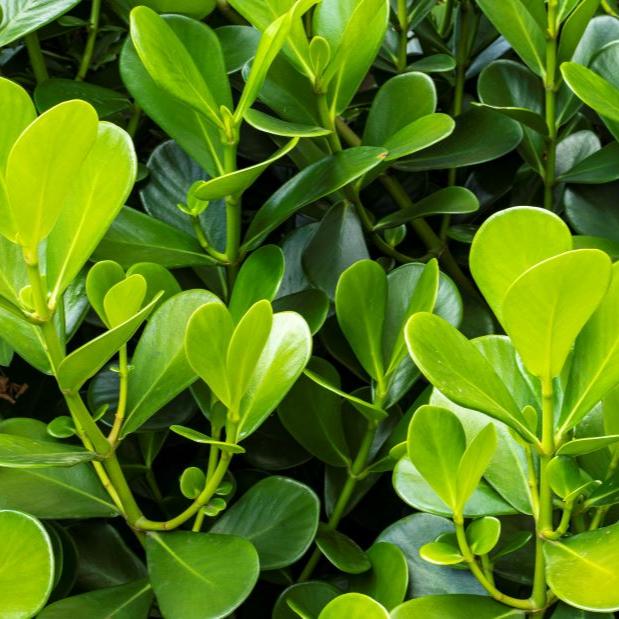 Japanese Box Plants, Buxus microphylla, ideal for formal hedging and topiary, adding structure to your garden design