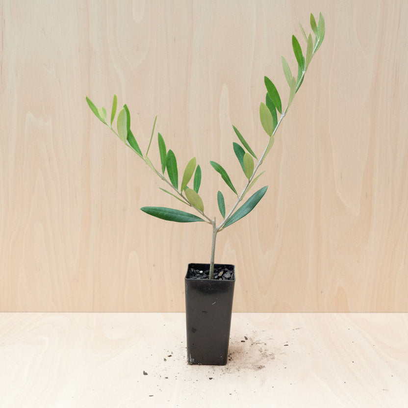 Kalamata Olive tubestock