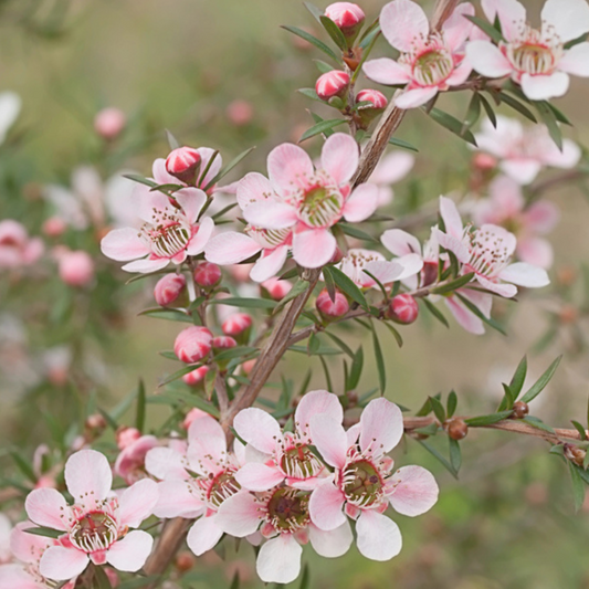 Leptospermum in full bloom, showcasing delicate pink flowers, a stunning addition to any Leptospermum plant collection.