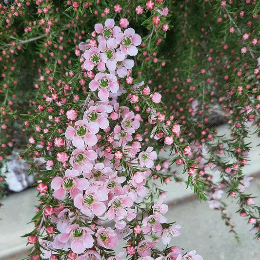 Leptospermum Pink Cascade in full bloom, cascading with soft pink flowers, a beautiful choice for any Leptospermum plants enthusiast.