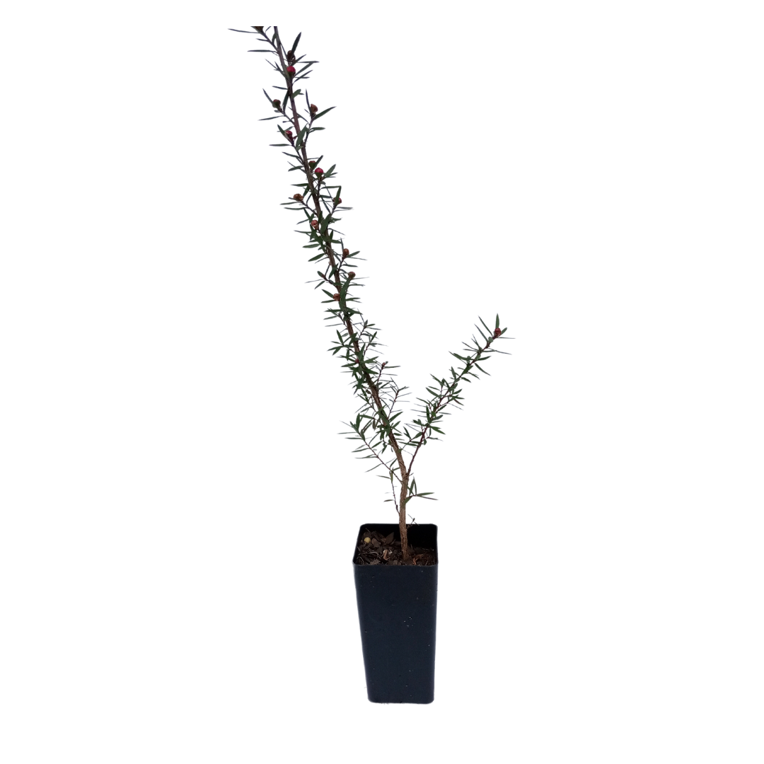 Healthy young tubestock Leptospermum plant ready to grow into a stunning Leptospermum Burgundy Queen in your garden."