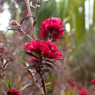 Leptospermum Burgundy Queen in full bloom showcasing vibrant burgundy foliage, perfect for adding color to your garden.