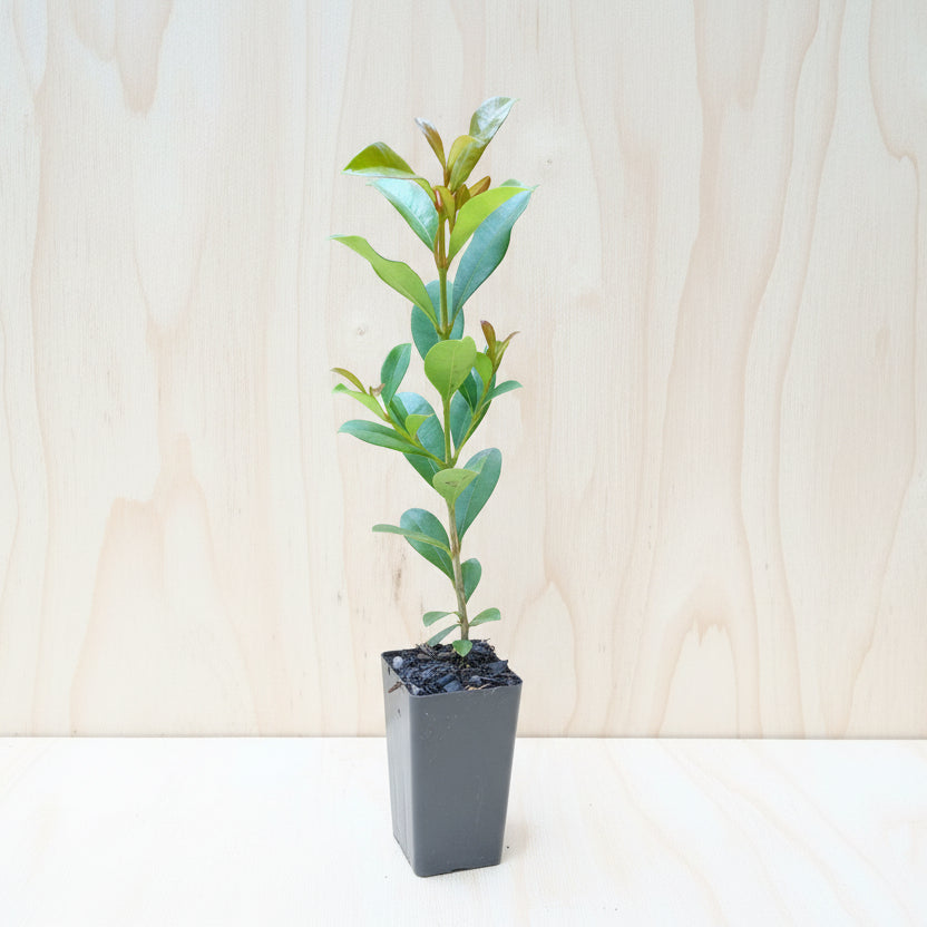 Young Lilly Pilly resilence