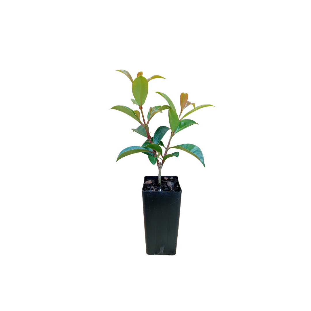 Lilly pilly select tubestock, ready to grow into healthy lilly pilly plants, ideal for screening and hedging.