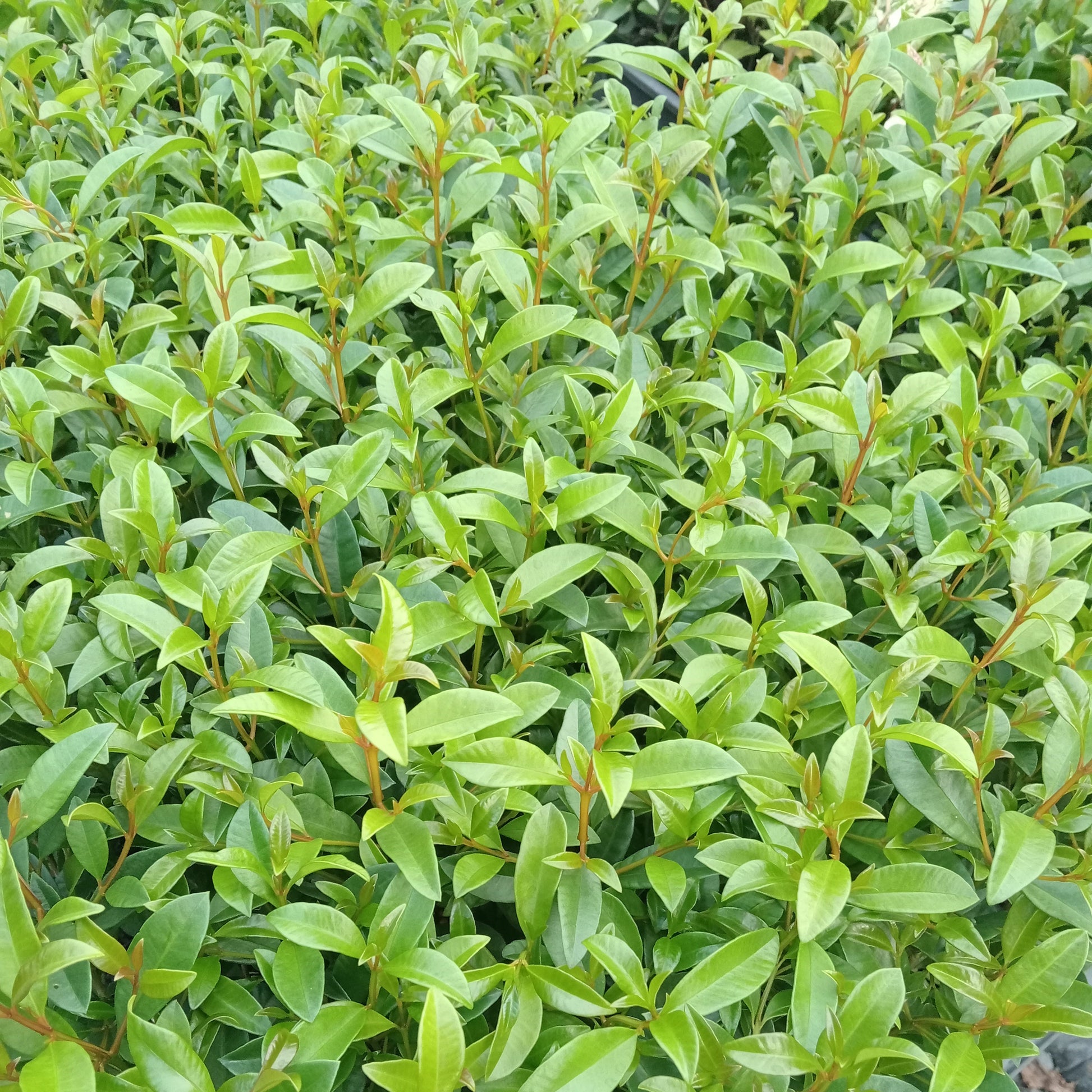 Young Lilly Pilly Australe