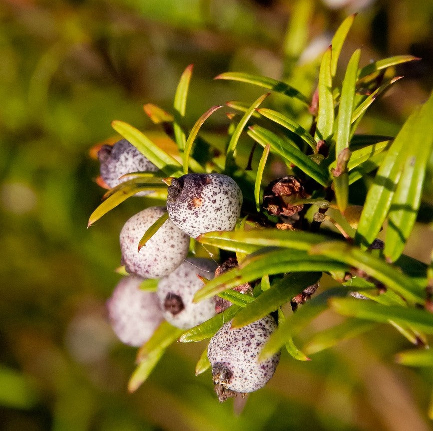 Austromyrtus Dulcis, a mature Midyim Berry plant, producing delicious midyim berries, perfect for bush tucker plants in any garden