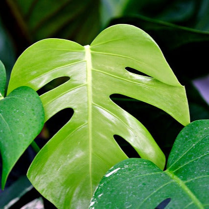 Monstera plant also known as the Fruit Salad Plant