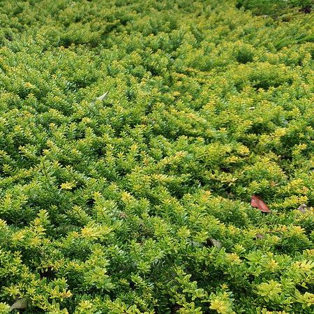 Myoporum parvifolium, a mature Creeping Boobialla, perfect as native ground cover plants for filling spaces and controlling erosion.