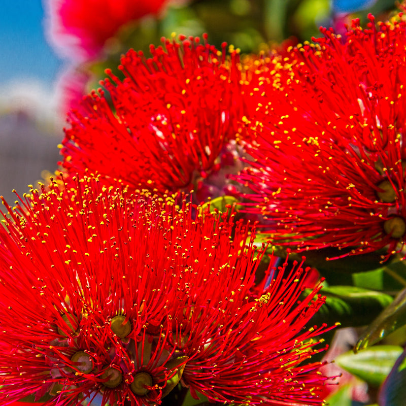 Close-up of Merosideros collina  showcasing its bright red blossoms and compact, evergreen growth.