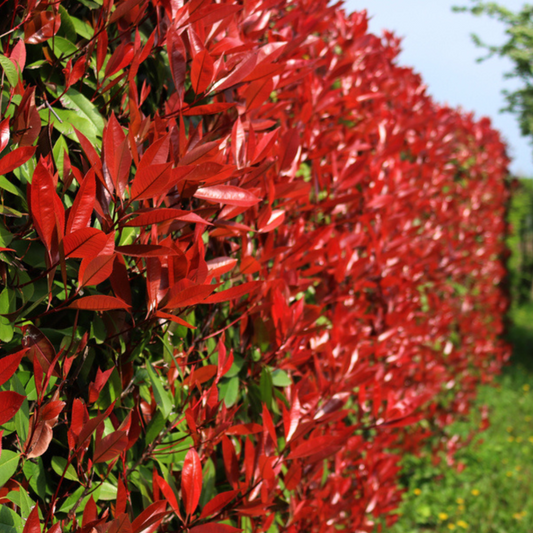 Photinia Red Robin in full foliage, showcasing vibrant red leaves, perfect as photinia hedge plants for adding color and privacy to your garden