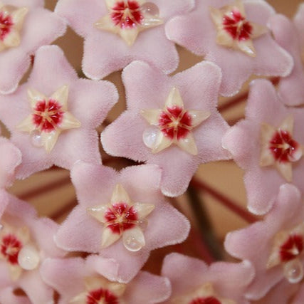 A beautiful pink hoya in full bloom with star-shaped pink flowers, ideal for indoor and outdoor gardens.