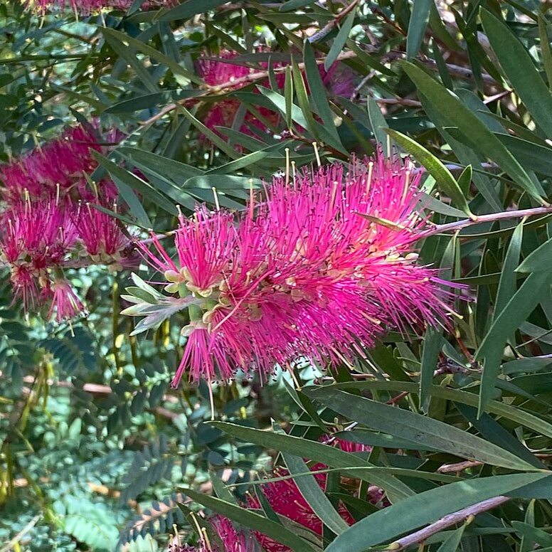 Stunning flower of the purple callistemon attracts birds and bees to your garden