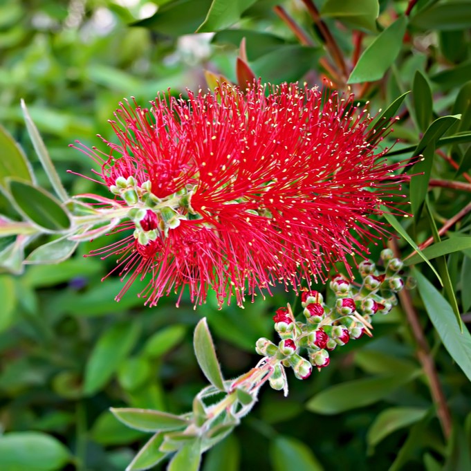 A stunning mature Callistemon , known for its vibrant red blooms – perfect for those looking for eye-catching bottlebrush plants