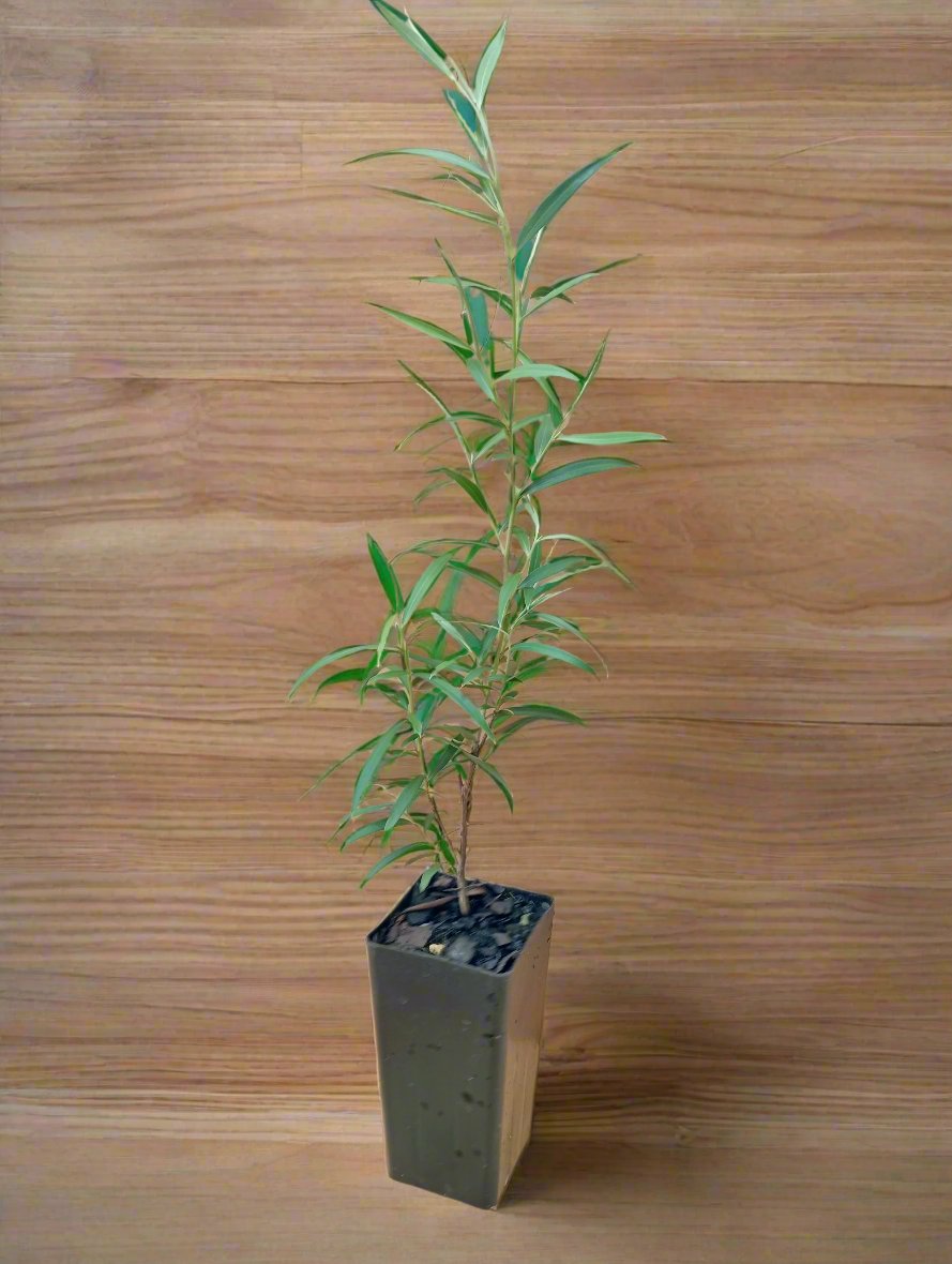 Silver weeping tea tree plant as tubestock