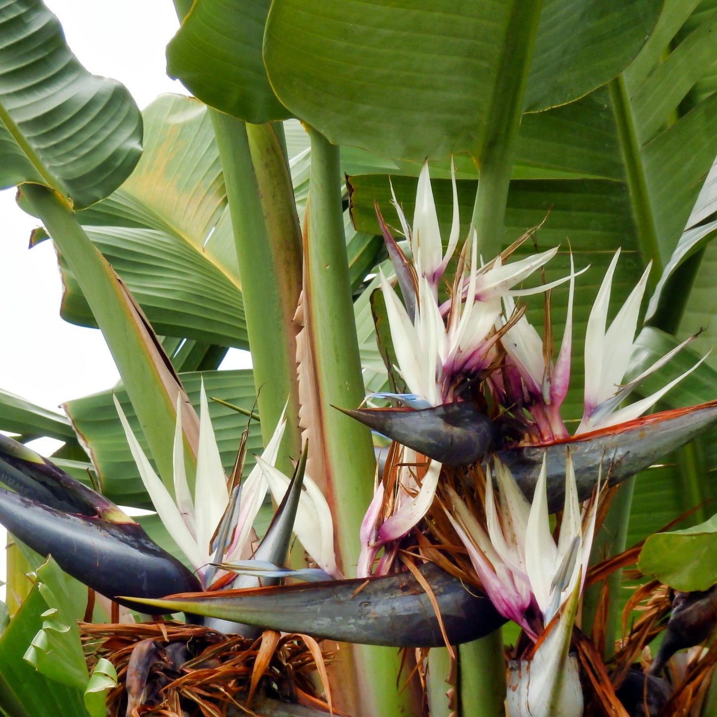 A magnificent mature Strelitzia Nicolai, also known as Giant Bird of Paradise, with striking foliage perfect for creating a tropical statement