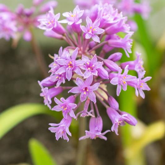 Sweet garlic plants in flower