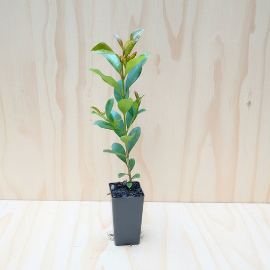 Syzygium Australe Reslience tubestock plants