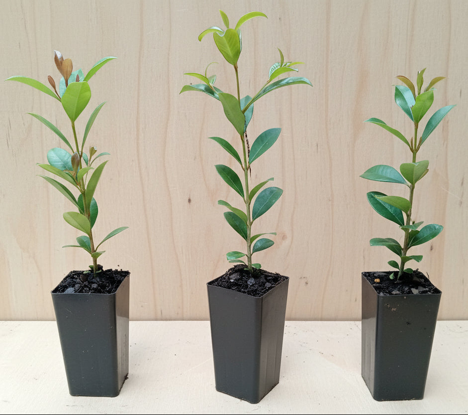 Young lilly pilly resilience tubestock plants of varying heights