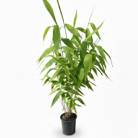 Well established tiger grass plants