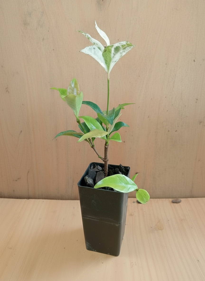 Small potted Variegated Star Jasmine plant