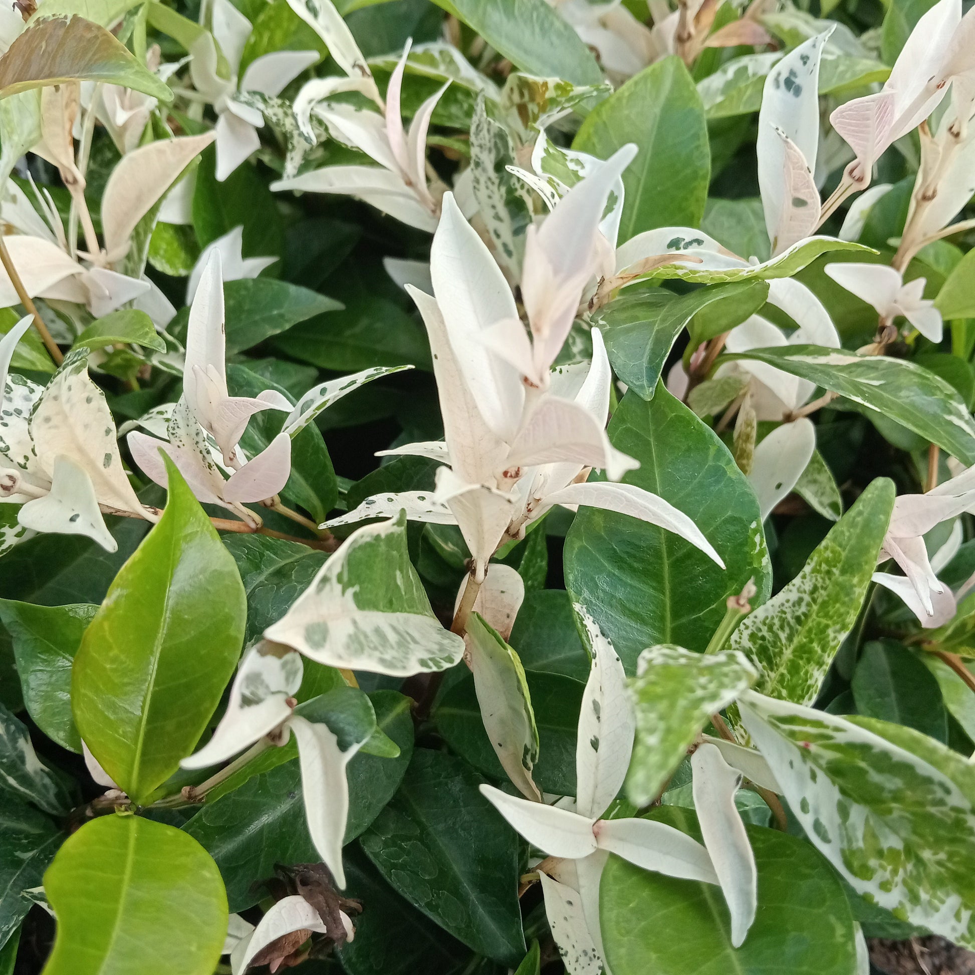 Young trachelospermum tricolour plants