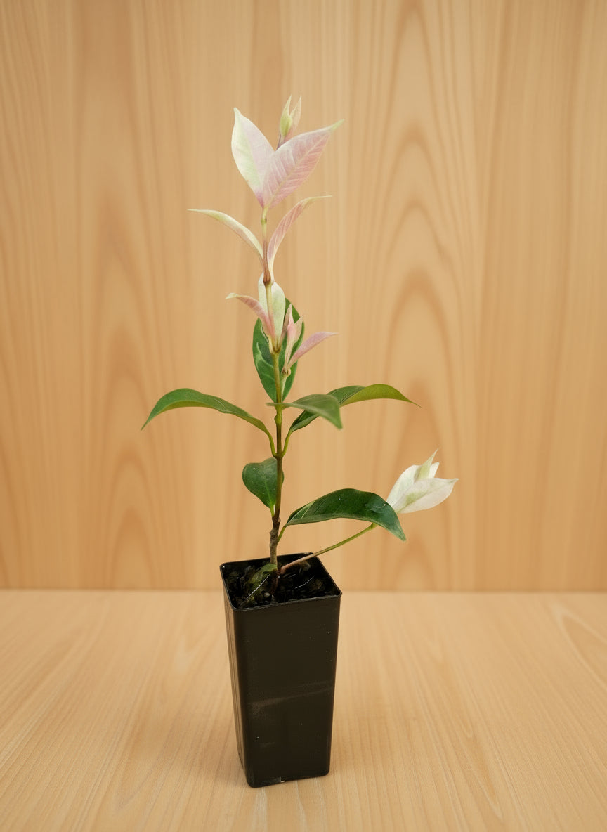 Pink tips on tricolour star jasmine plant