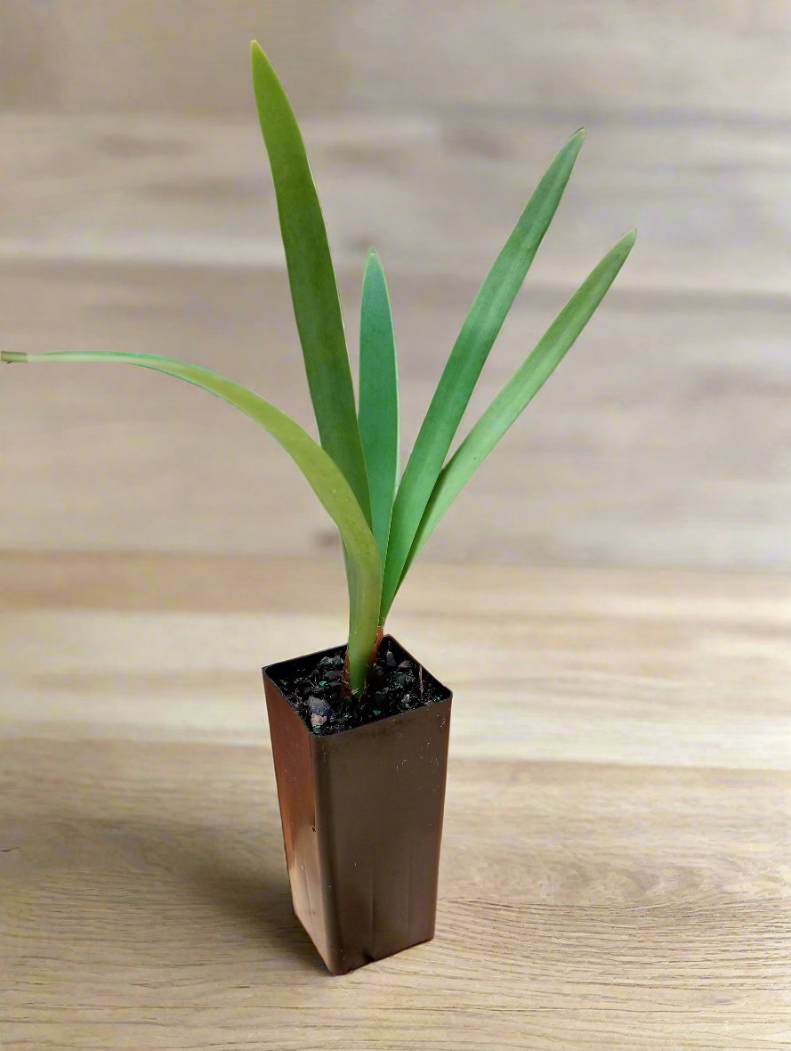 Young Tulbaghia simmleri tubestock plant