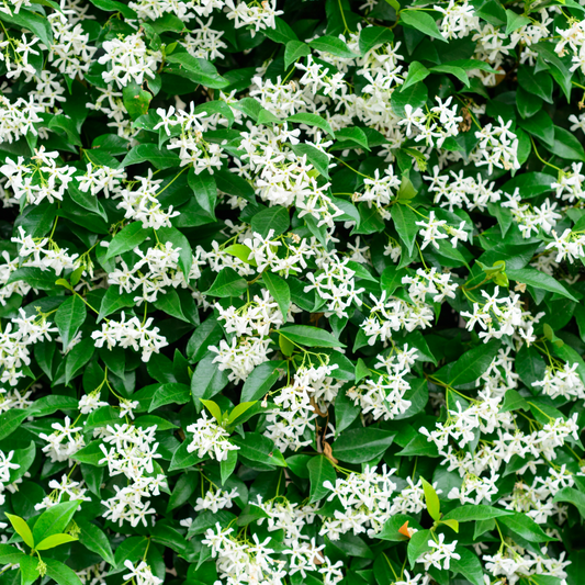 Star Jasmine Plants - trachelospermum jasminoides