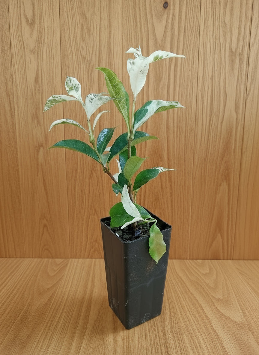 Young Variegated Star Jasmine plant