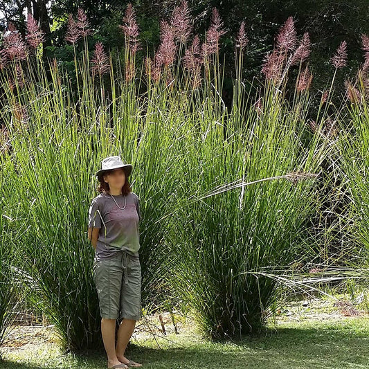 Mature Vetiveria zizanoides plant with tall purple flower spikes in full sun