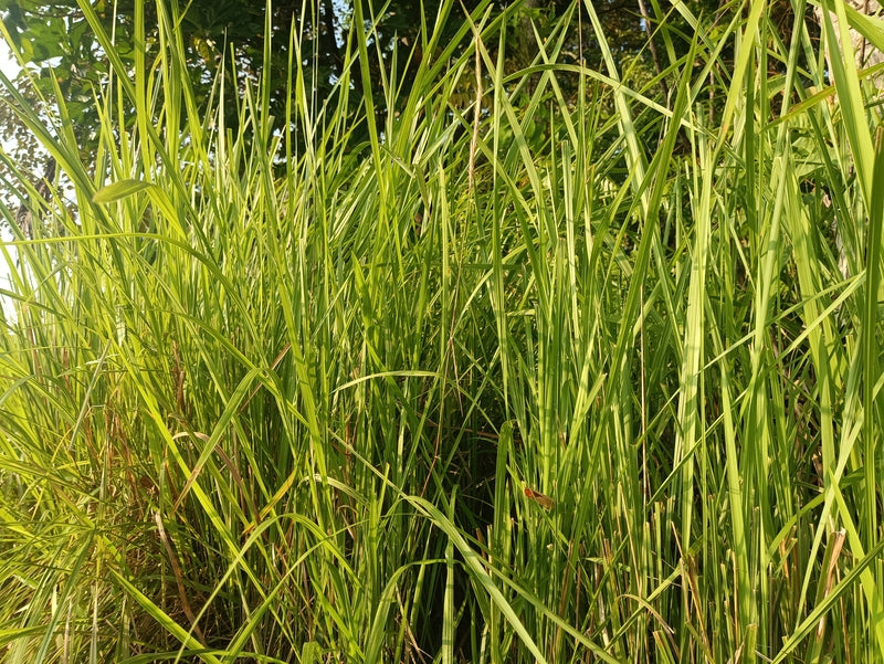 Vetiver grass (Vetiveria zizanoides) clump with fine green leaves growing in a sunny garden