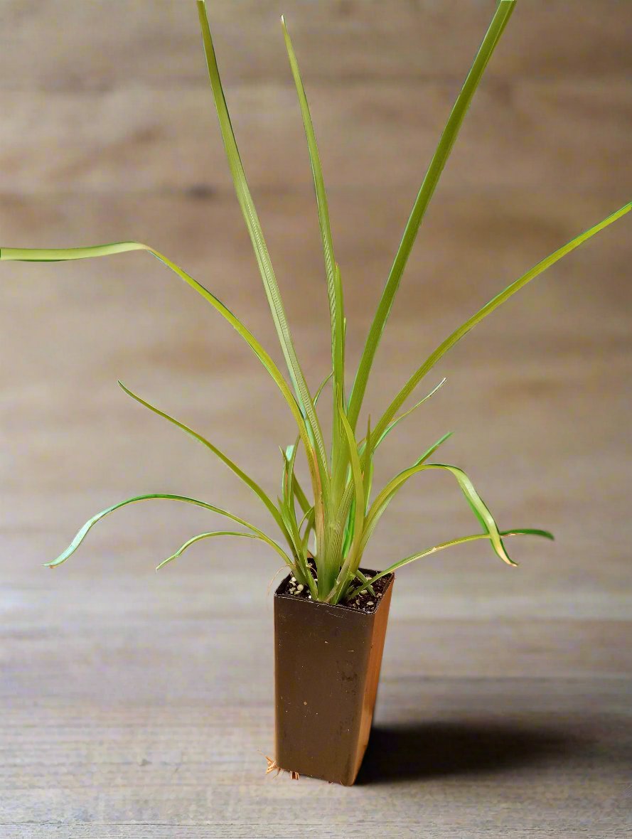 Close-up of Vetiver grass, the roots are used for soil erosion control and natural fragrance