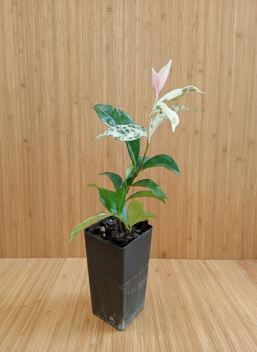 Potted star jasmine with variegated leaves