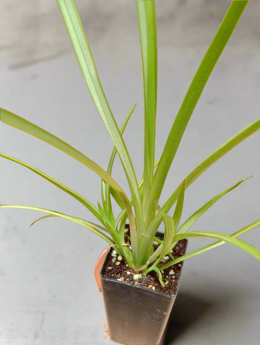 Young vetiveria grass plant in tube