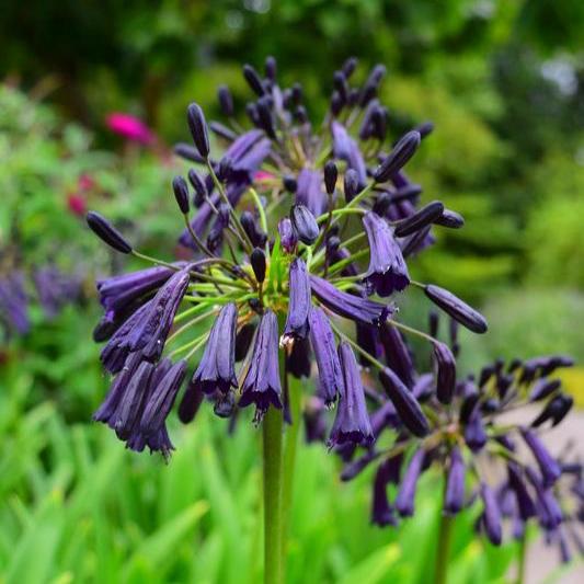 Agapanthus Black Magic