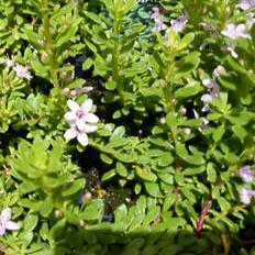 Myoporum Parvifolium Pink Creeping Boobialla Native Ground Cover Plants