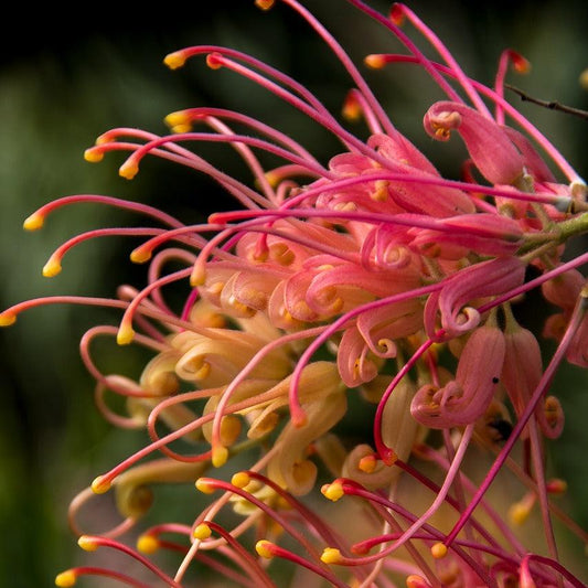 Grevillea Loopy Lou plant with vibrant red and yellow flowers attracting birds in a sunny garden